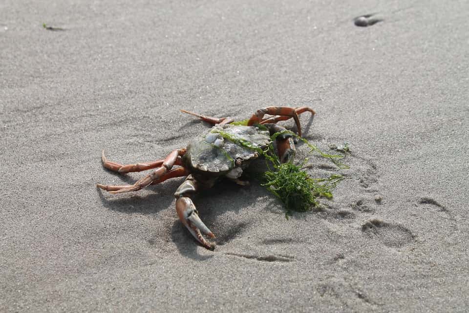 crab-4029850_960_720-1561458711208.jpg