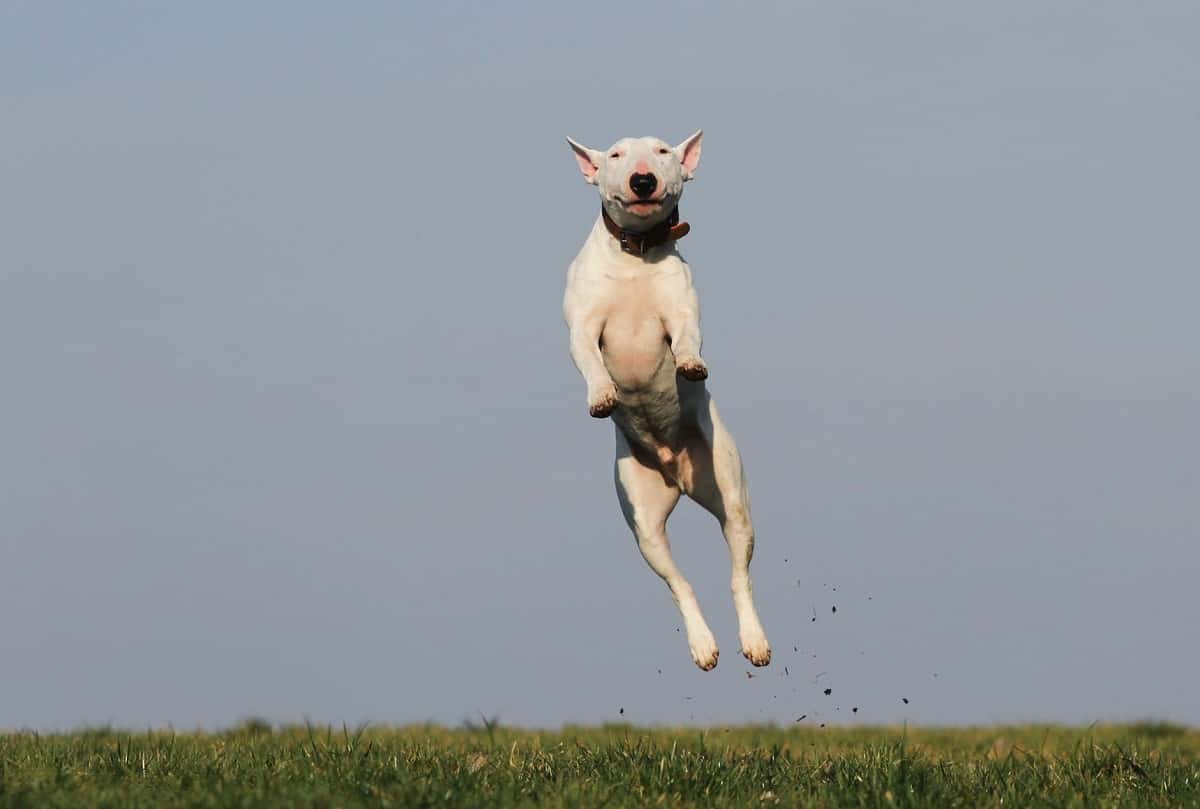 dog-training-joy-fun-159692-1561459287470.jpg
