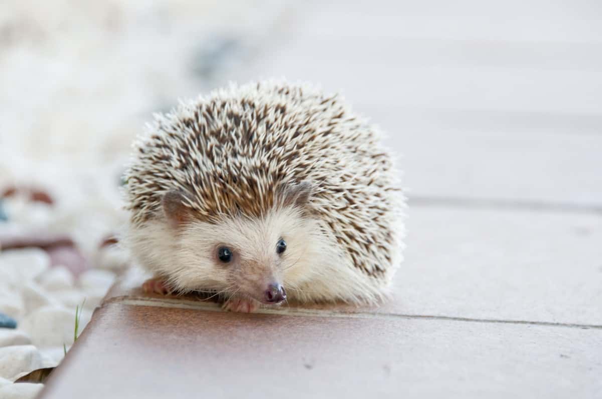 hedgehog_animal_baby_cute_small_pet-932167-1558595611480.jpg