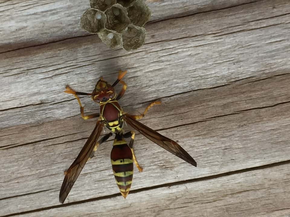 insect-2367741_960_720-1561459050438.jpg