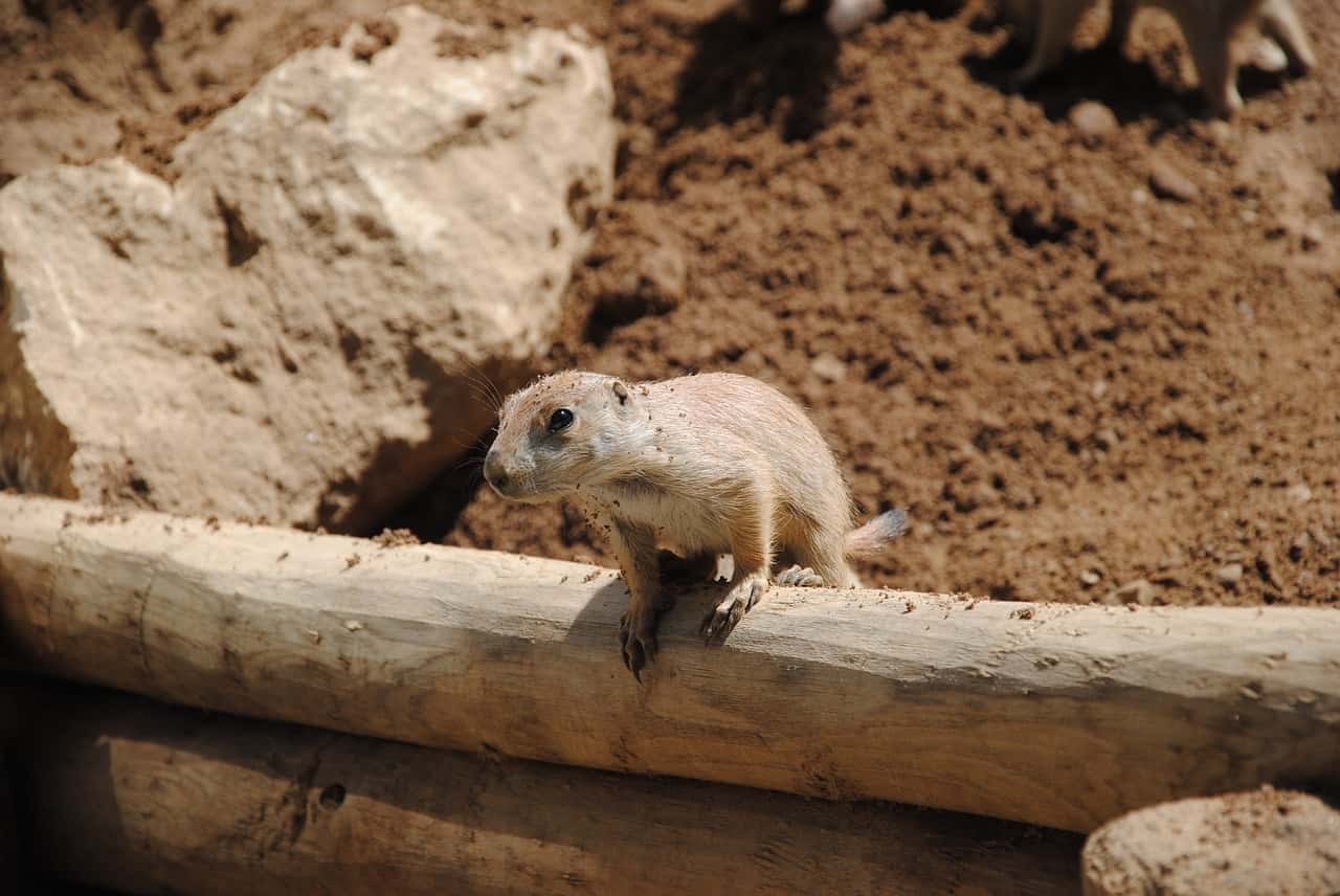 lemming-763780_1280-1562187099686.jpg
