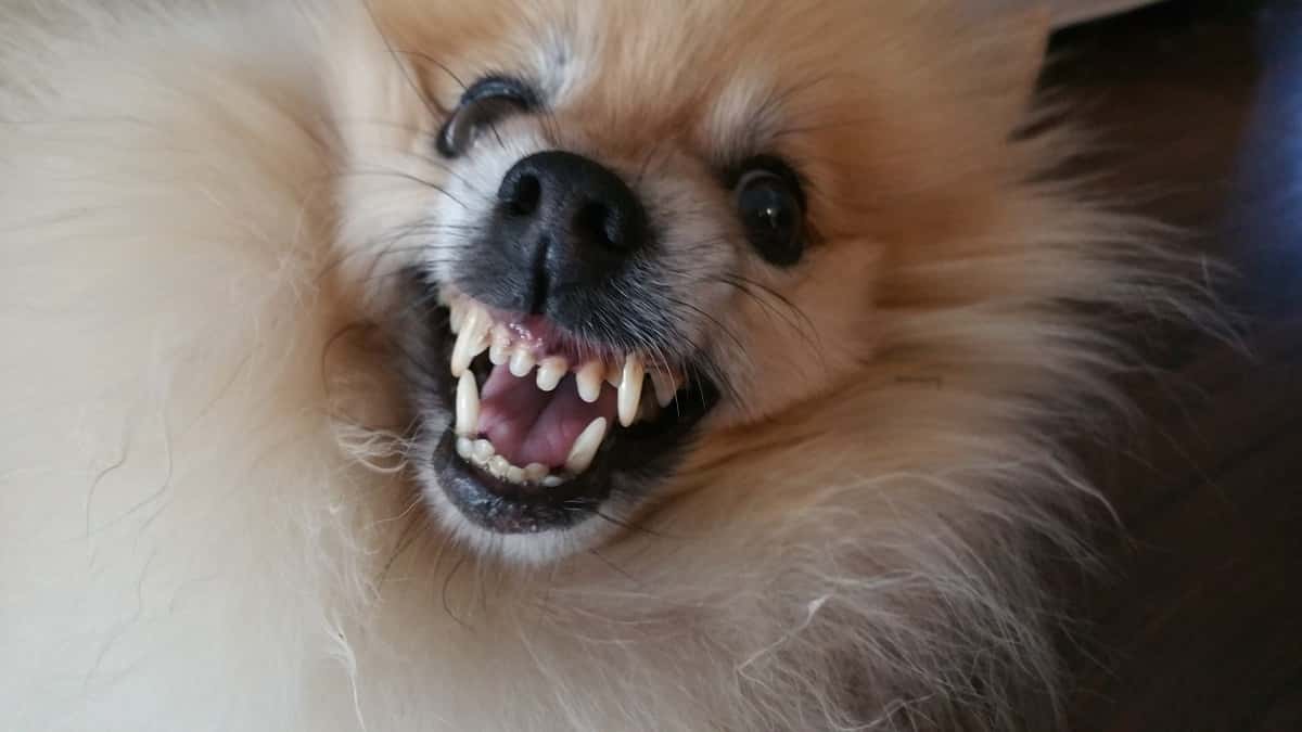 warning-dog-1561465403672.jpg