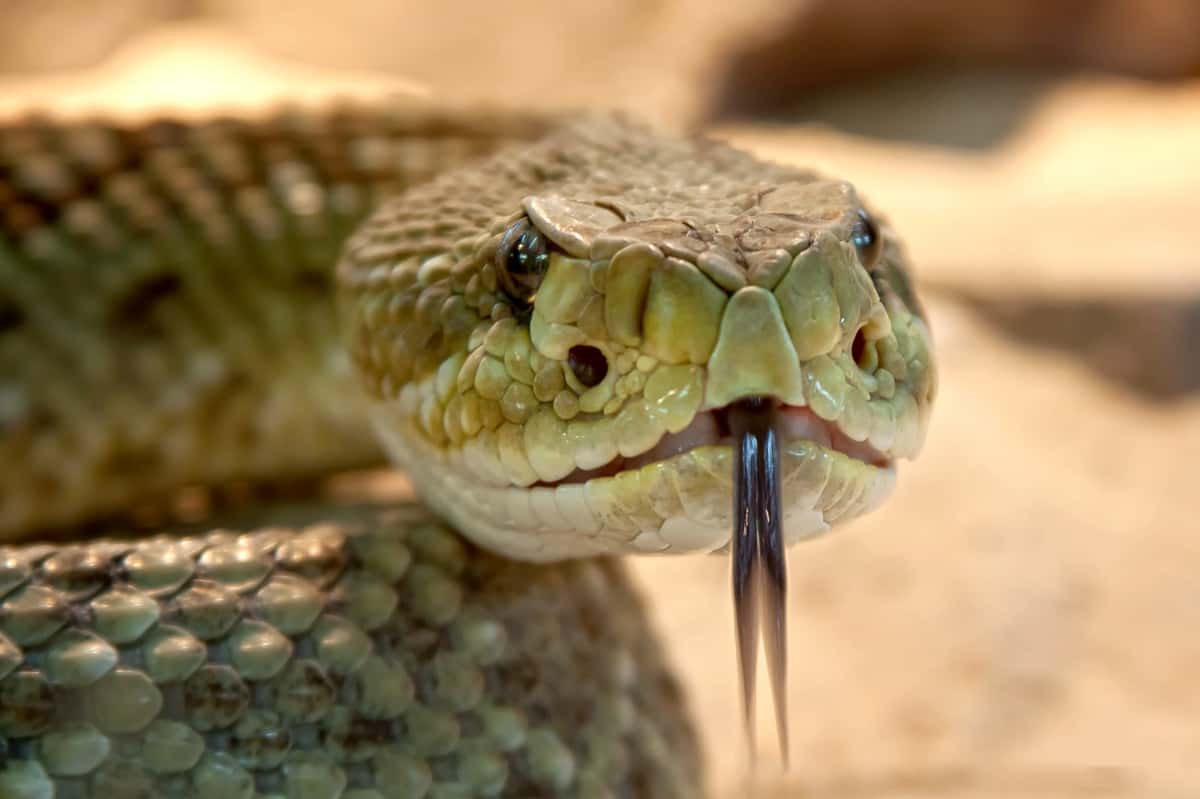 animal-dangerous-evil-38438-1556769311735.jpg