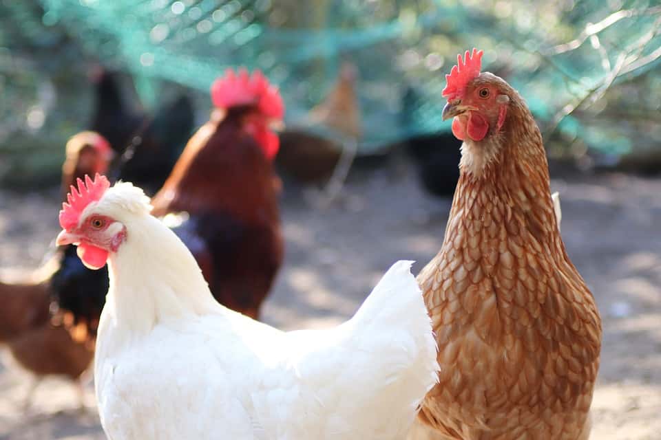 chicken-4025984_960_720-1564221096218.jpg