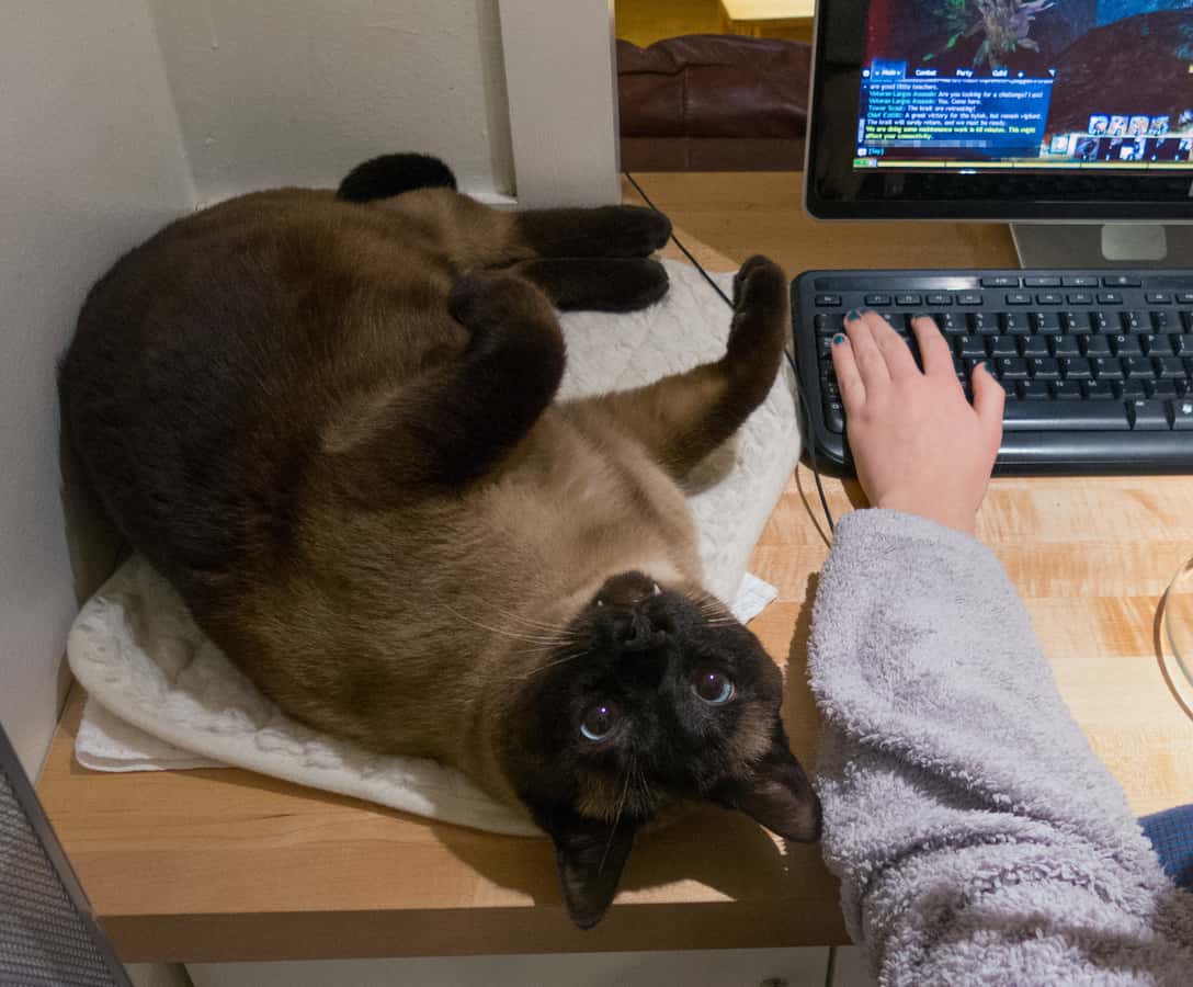 computer-cat-feline-mammal-nap-siamese-285058-pxhere-com-1544162344526.jpg