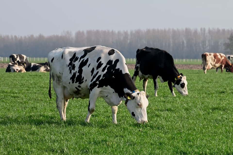 cow-4092161_960_720-1563554436147.jpg
