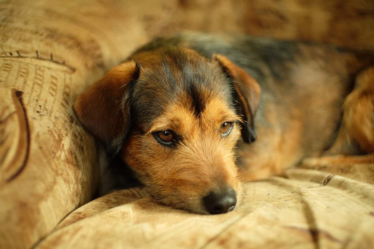 dog-house-3205973_1280-1564708626265.jpg