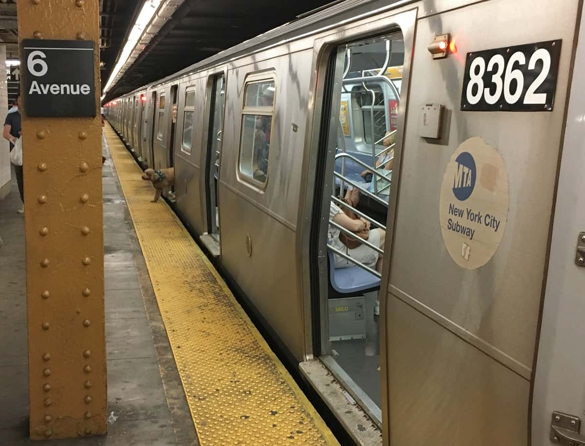 dog-nyc-subway-1335523-1564606697035.jpg