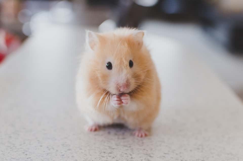 hamster-690108_960_720-1564219791599.jpg