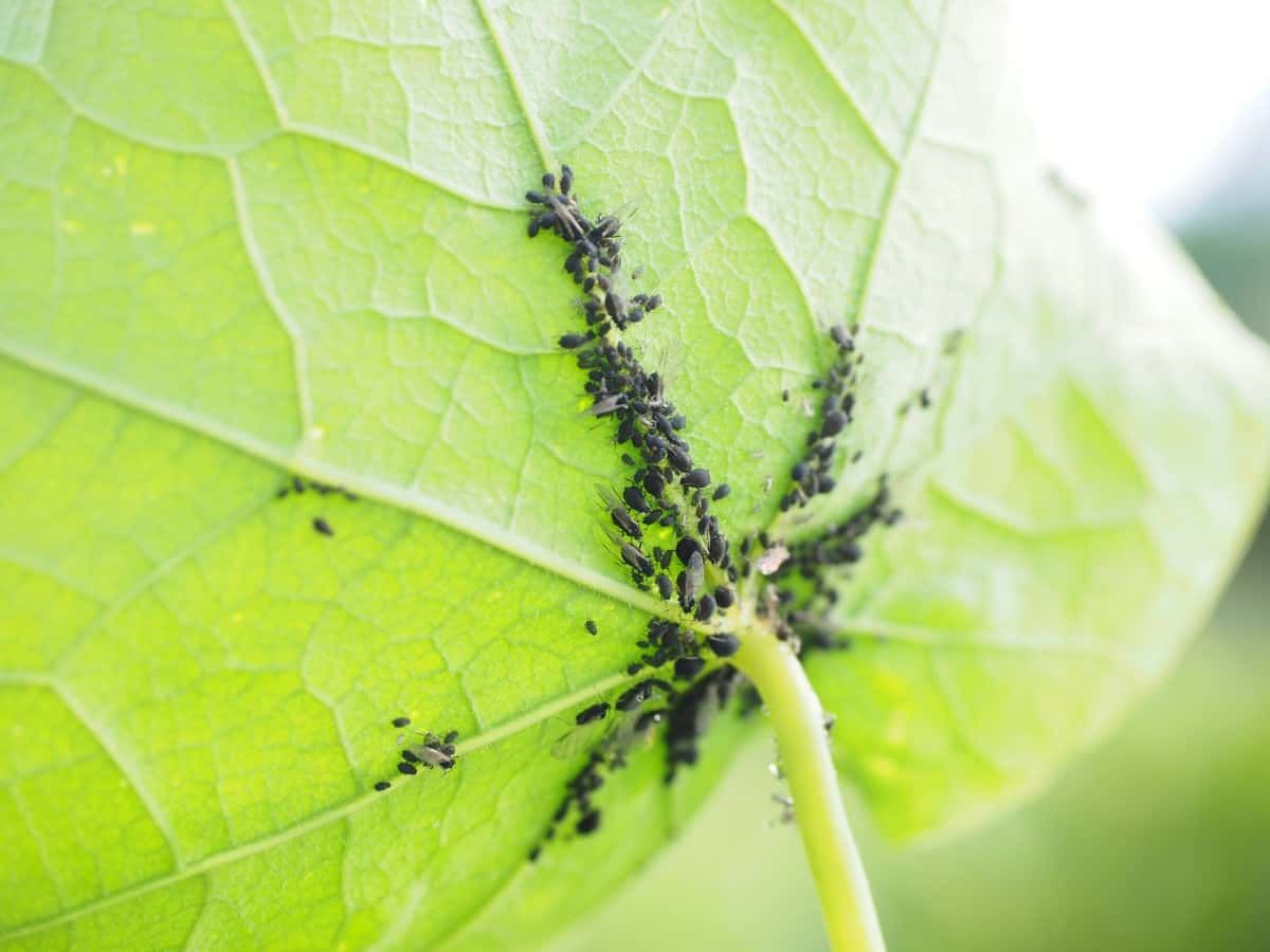 lice_leaf_vermin_aphids_aphidoidea_plant_lice_sternorrhyncha_sternorhyncha--1556769983232.jpg