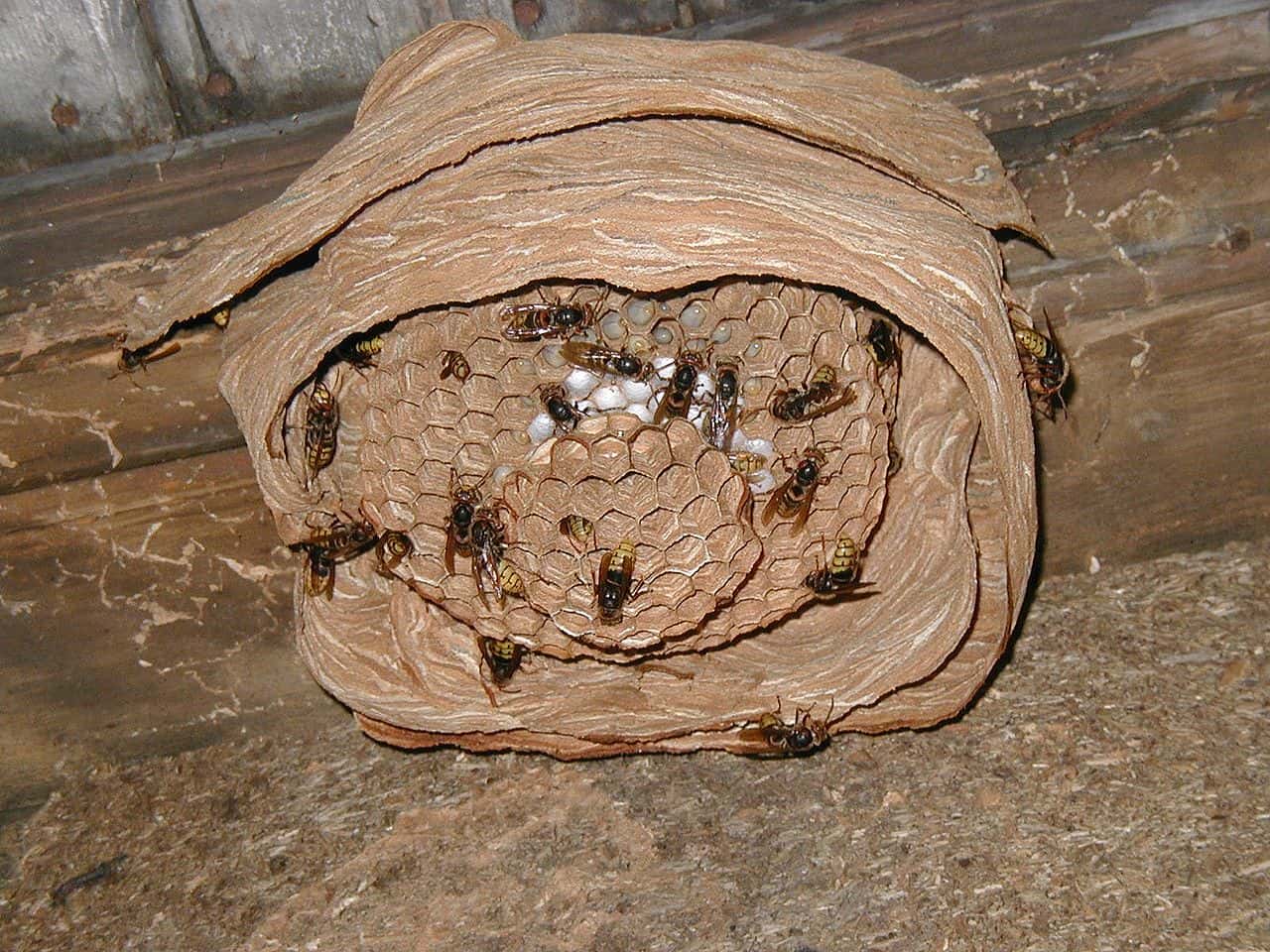 1280px-Hornets_nest