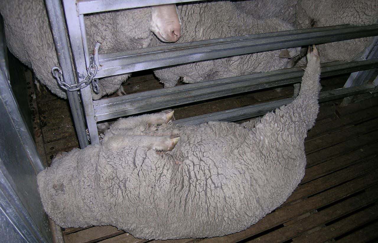 1280px-Sheep_on_back