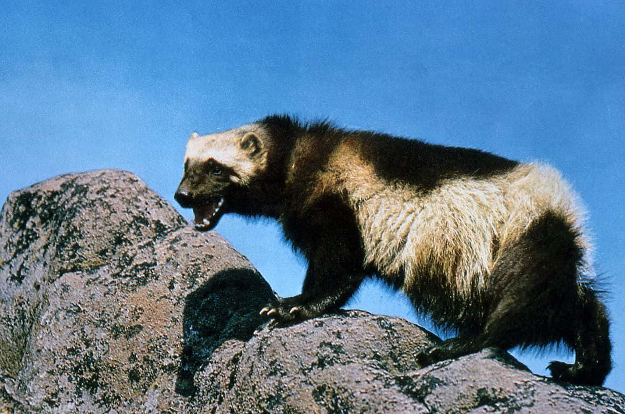 1280px-Wolverine_on_rock