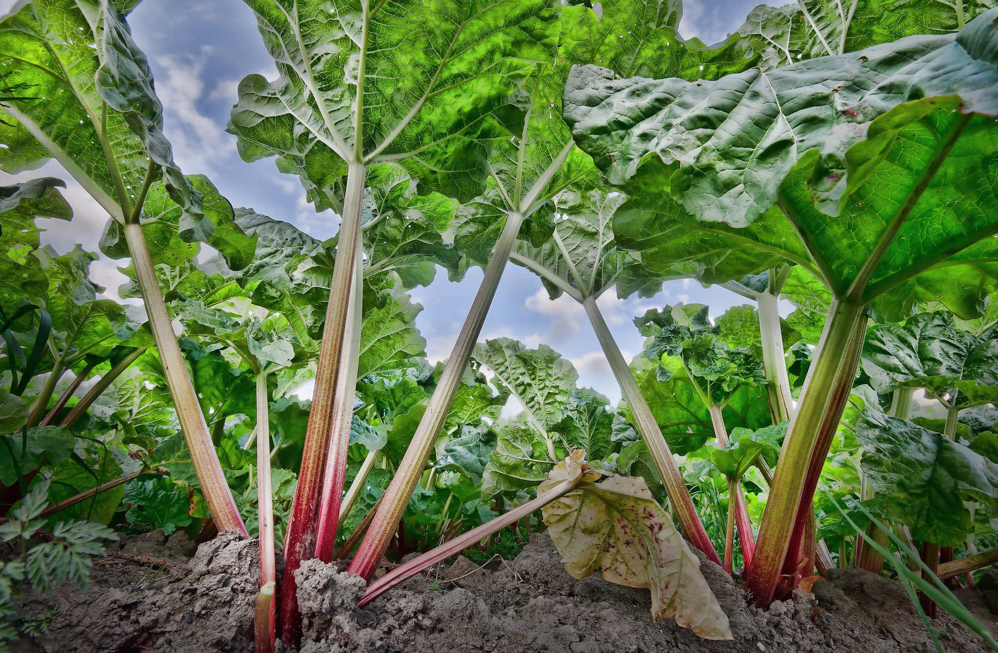 17994852781_254e048db2_k(1)