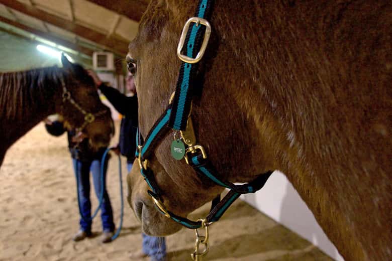 Veterans build resiliency through equine assisted therapy
