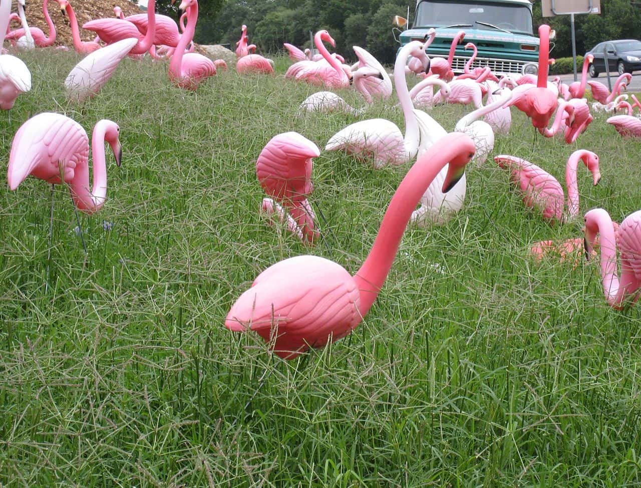 At_the_junction_of_Bee_Caves_Road_and_Capital_of_Texas_Highway,_is_this_flock_of_plastic_pink_flamingos_-_at_a_local_nursery_in_Austin_(2458613657)