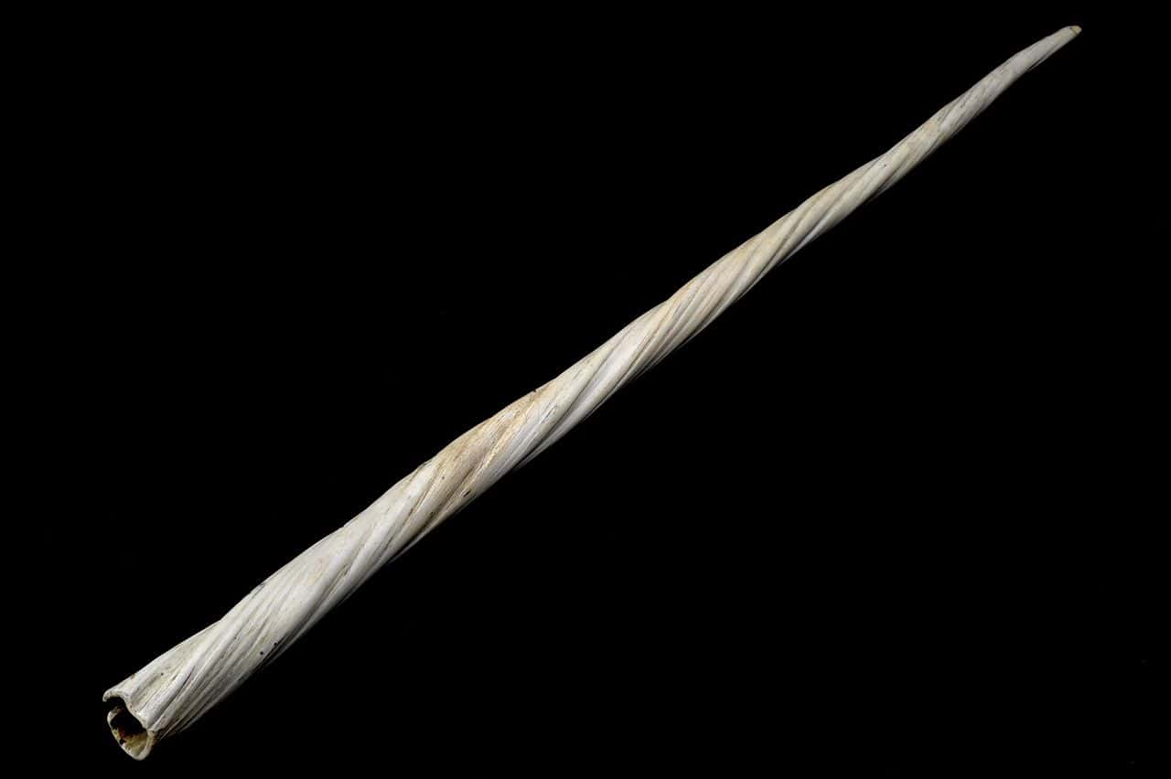 Narwhal_tusk,_1701-1930_Wellcome_L0059030