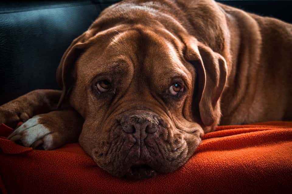 Pets Old Dog Animal Bordeaux Dog Sweet Dog