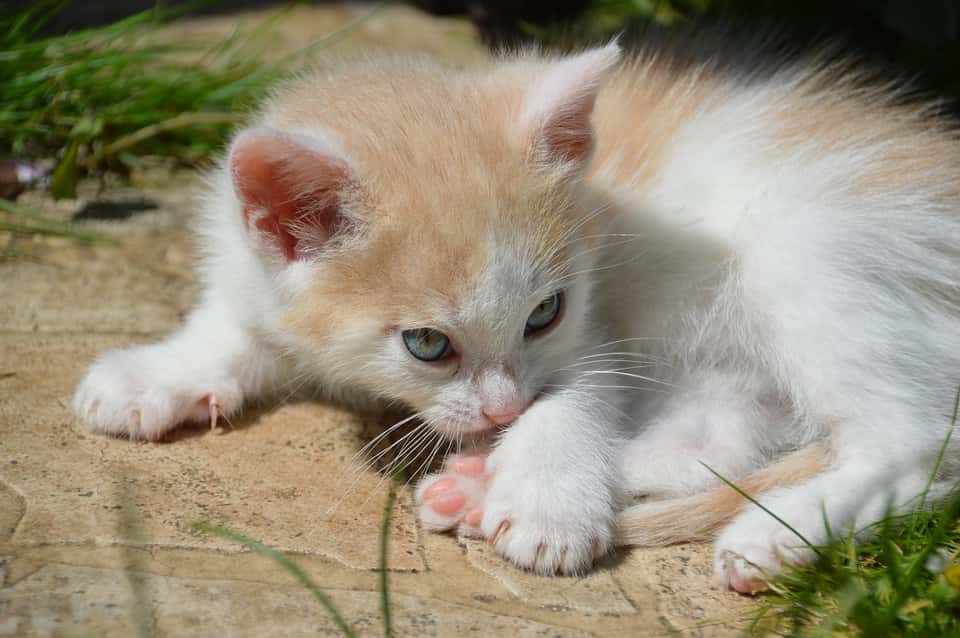 Young Mammals Animals Cute Cat Kitten Feline