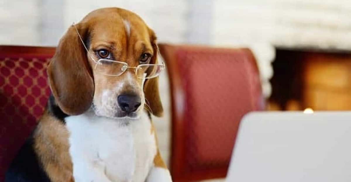 Amazed People Share The Most Calculated Thing They've Ever Seen An Animal Do