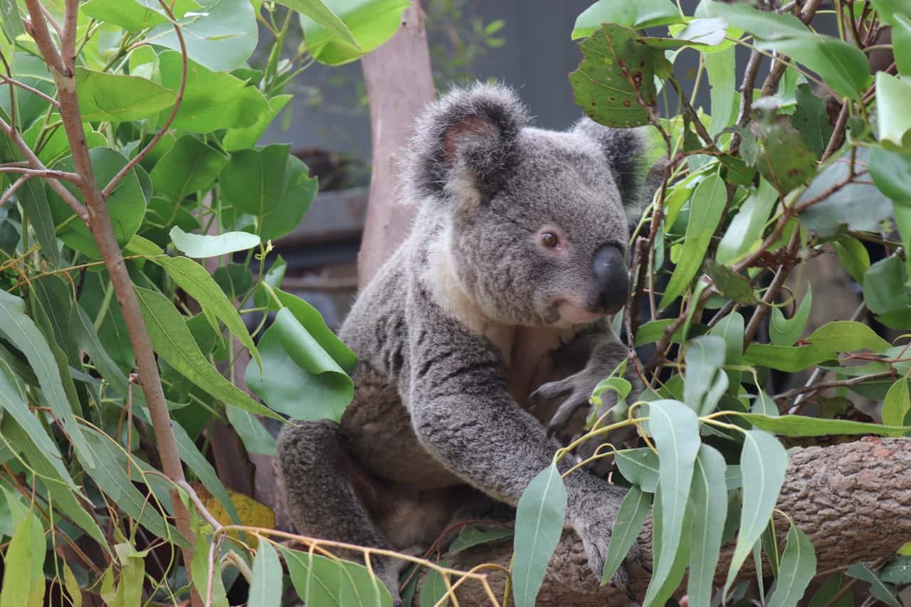 australia-koala-koalas-393912