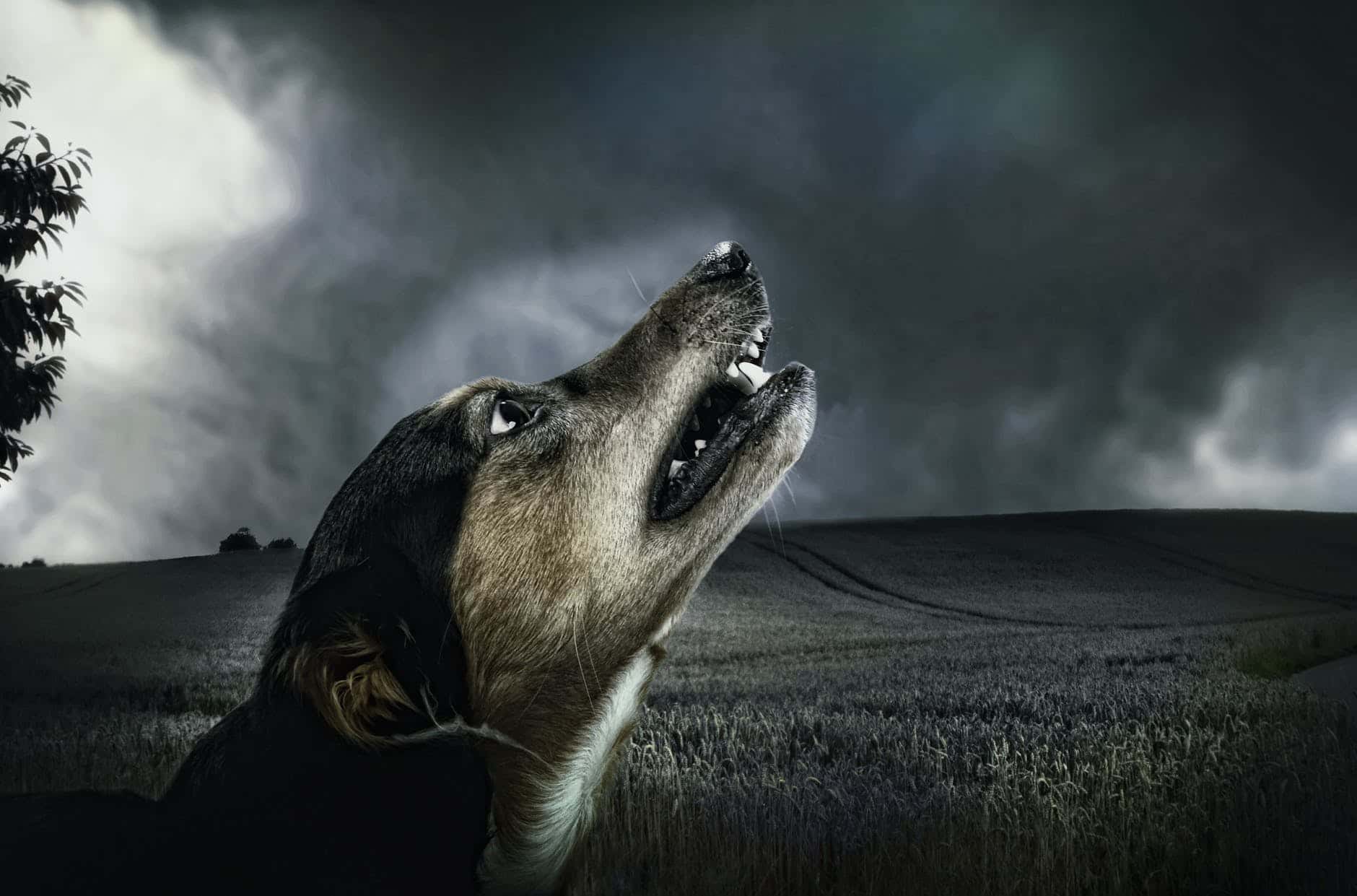 dog-dark-howl-moonlight-66231