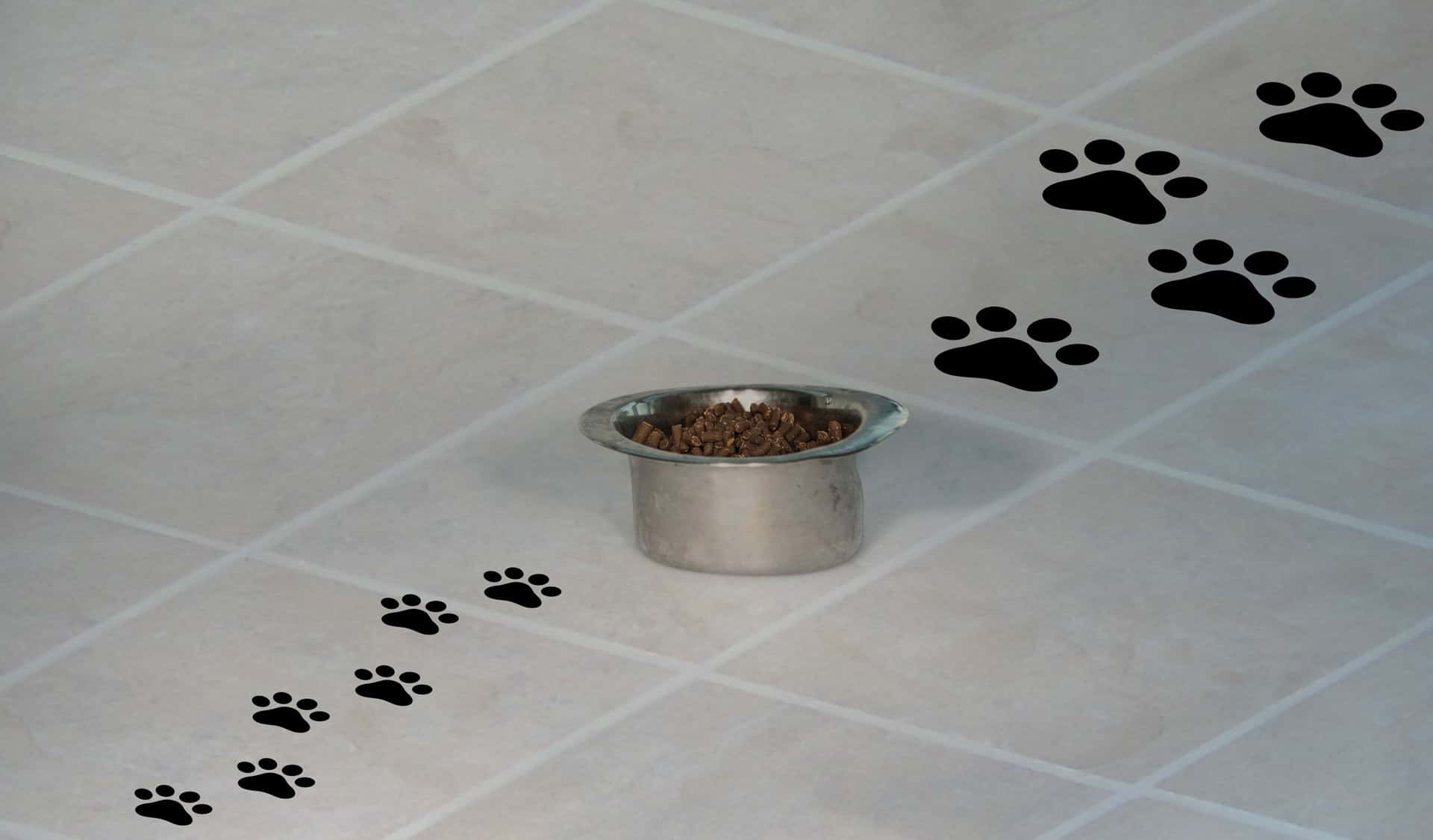 dog-food-food-paws-627616