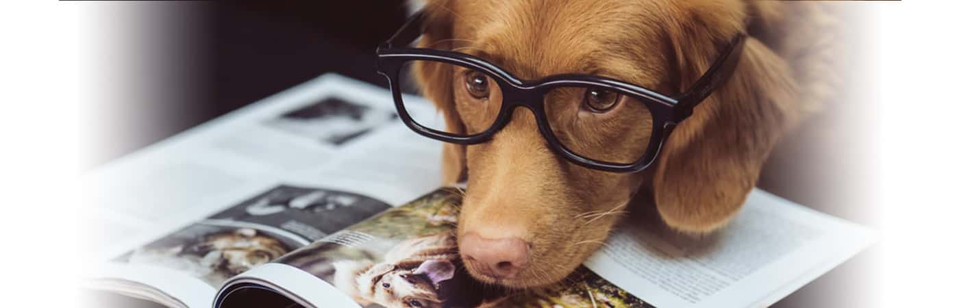 Pet Owners Reveal The Incredibly Smart Things Their Pets Have Done
