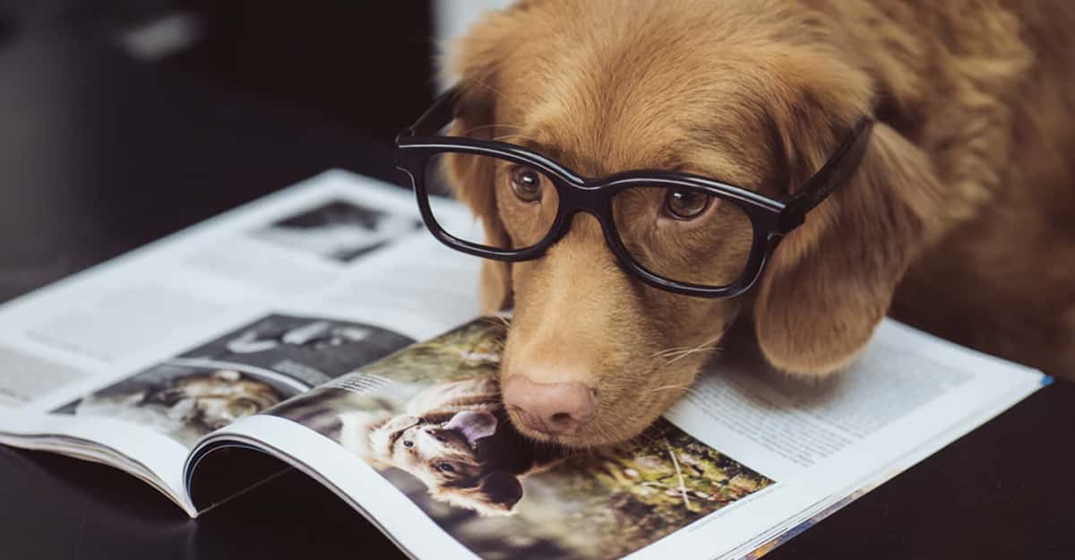 Pet Owners Reveal The Incredibly Smart Things Their Pets Have Done