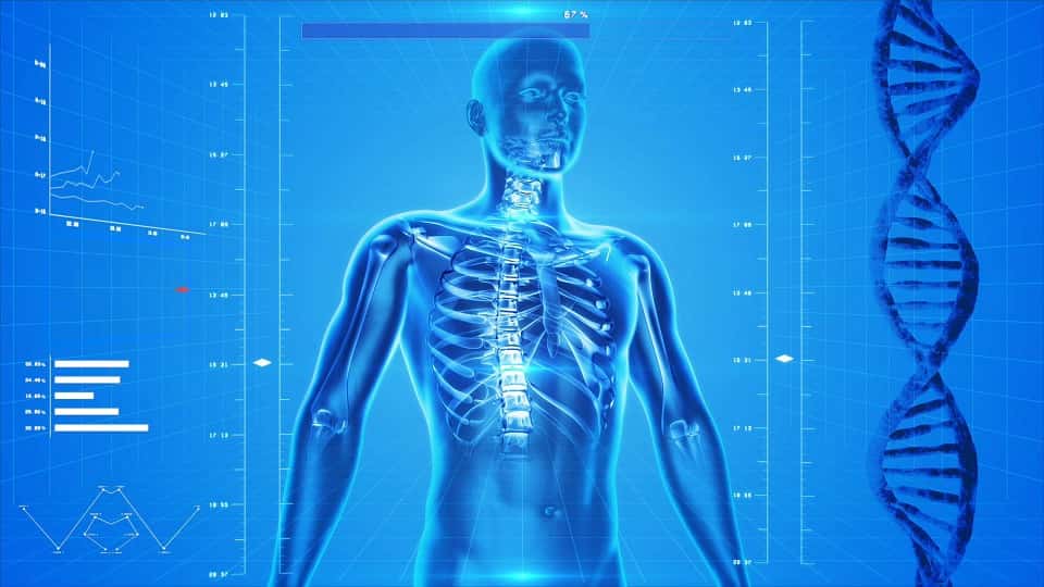human-skeleton-163715_960_720