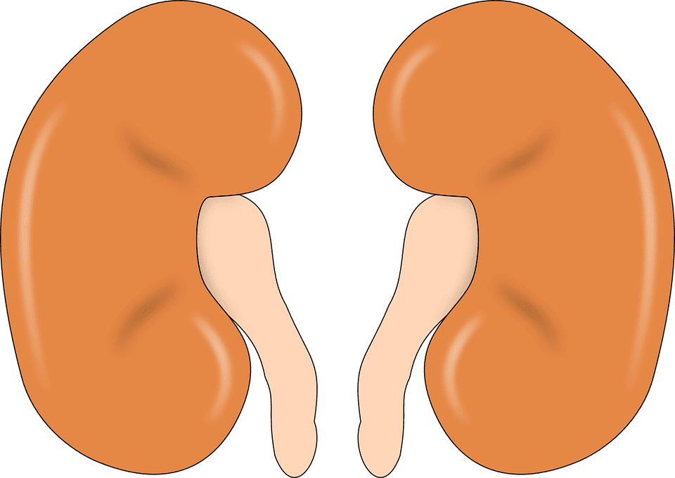 kidney-147499_960_720