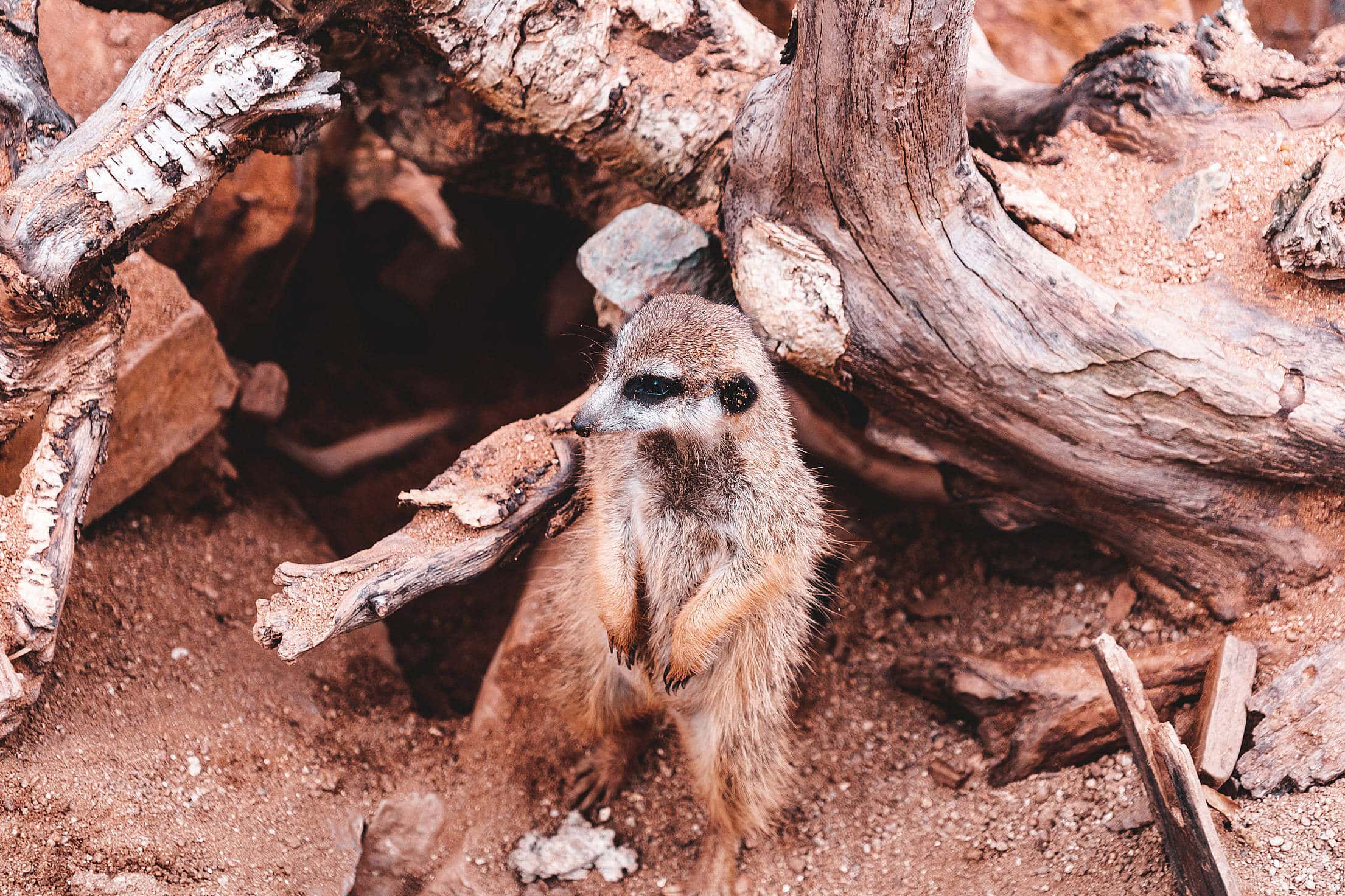 meerkat-waiting-near-his-home-2210x1473