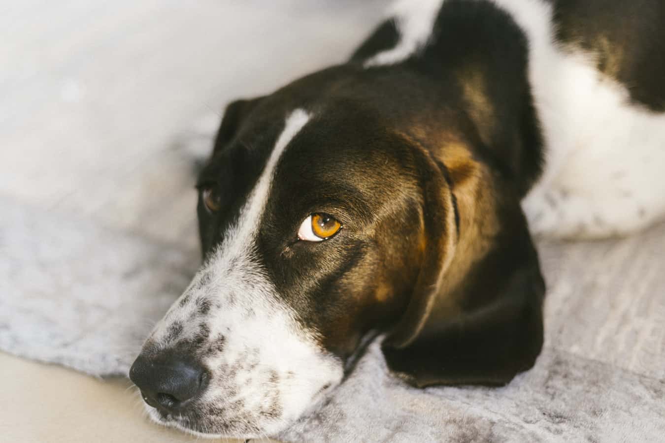 photo-1519637478035-4e53c05b62fe