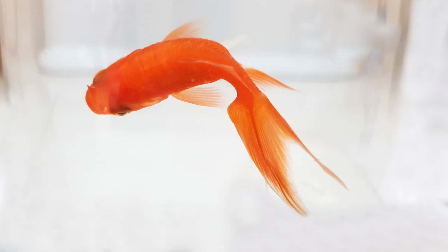 photo-1563672285027-d35d9c0e74f0