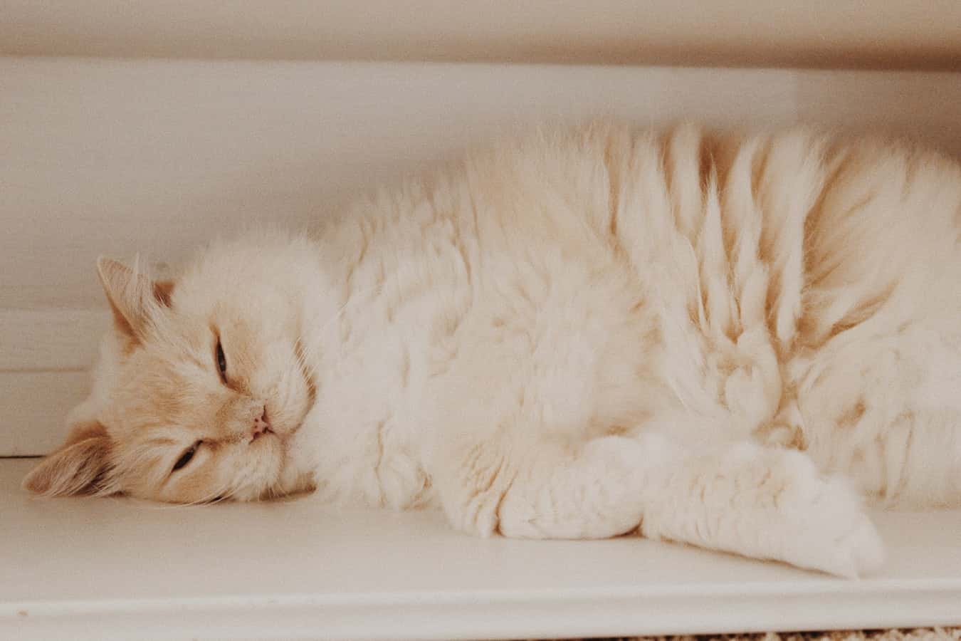 photo-1568506759658-7d8f4bee0927