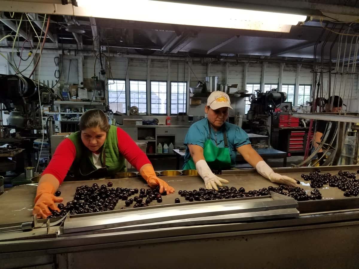 tree-fruit-sweet-food-red-fresh-574208-pxhere.com