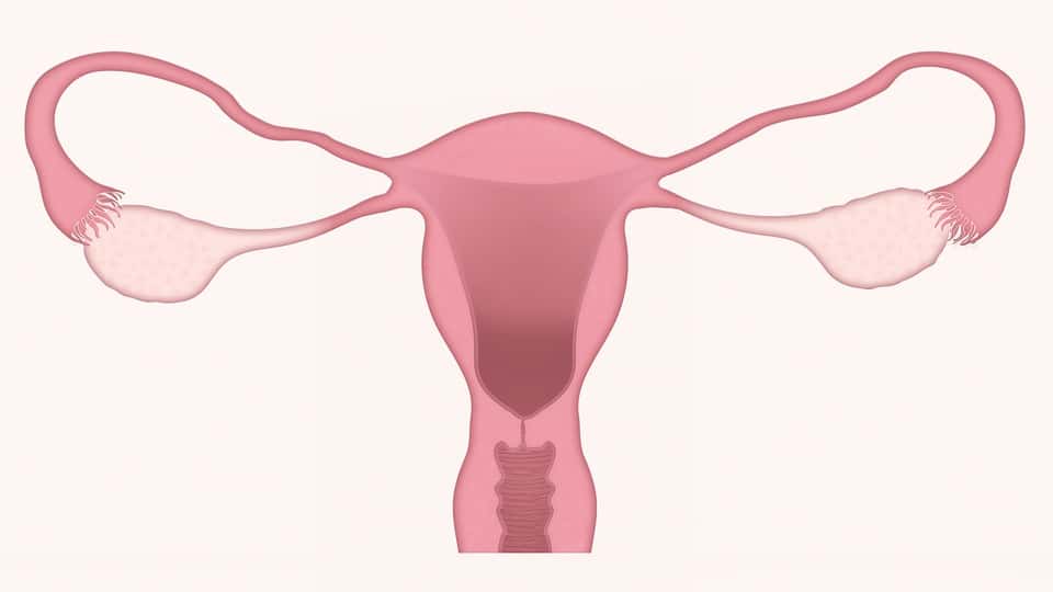 uterus-3777765_960_720
