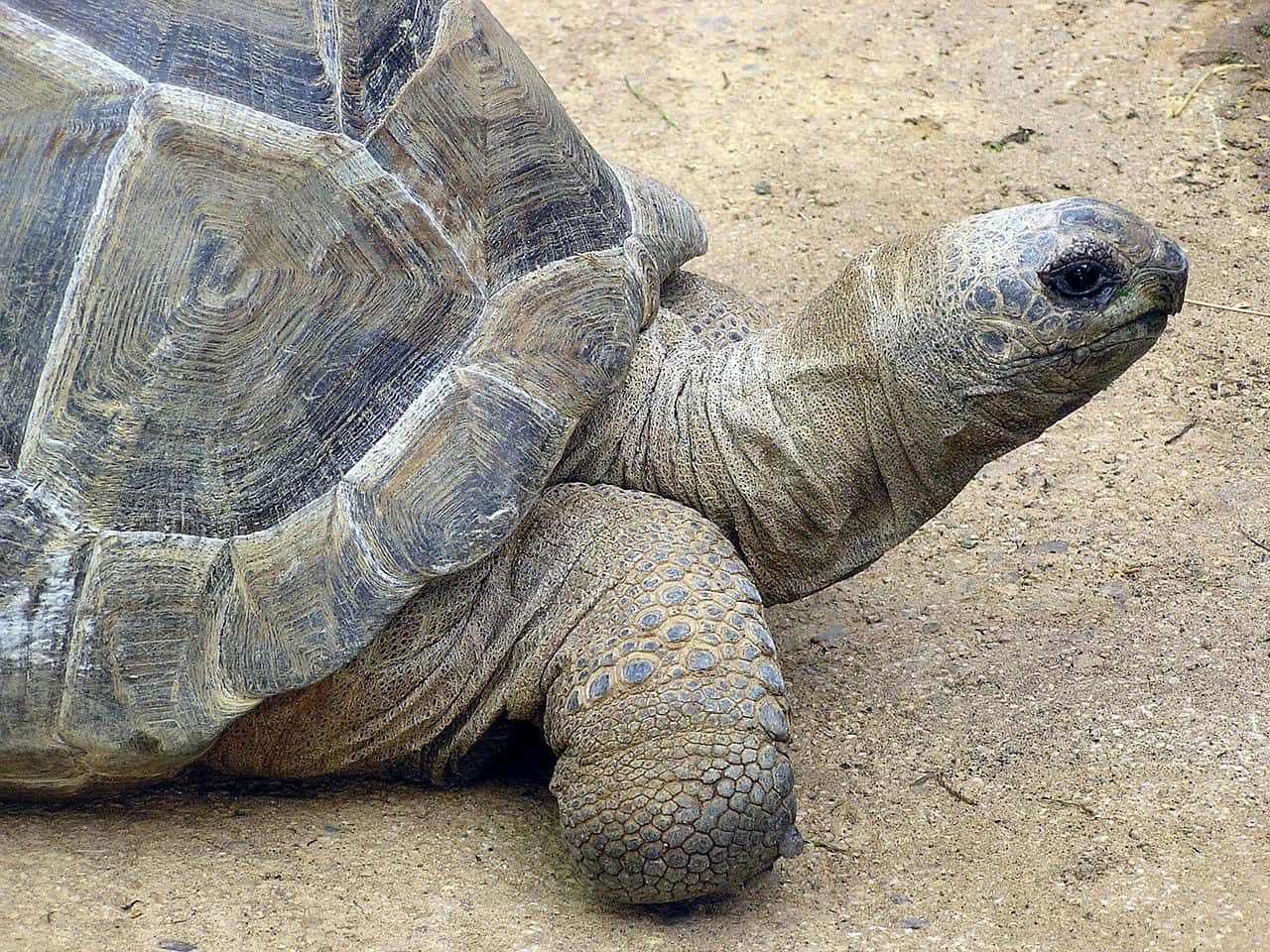 1280px-Aldabra.giant.tortoise.arp