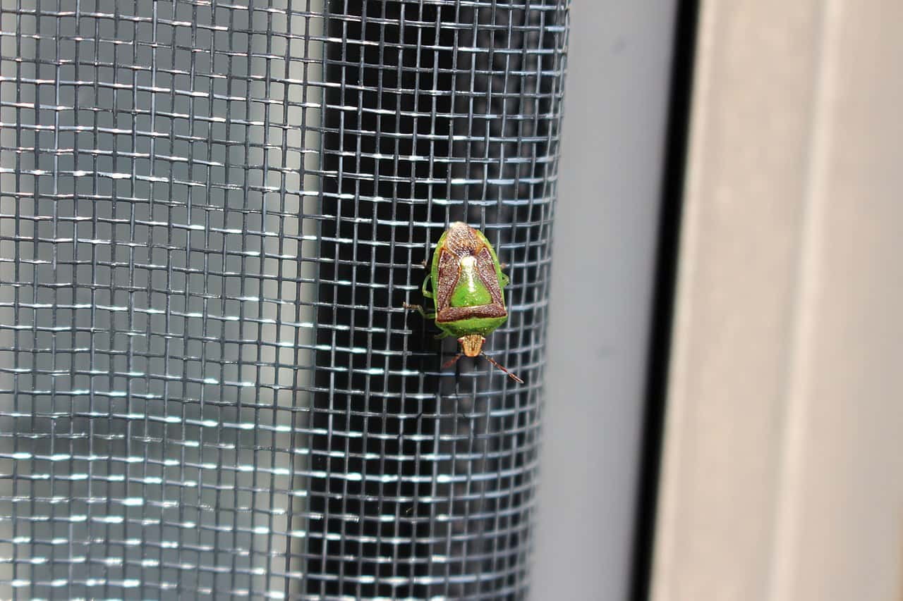 1280px-Banasa-dimidiata-on-screen-door
