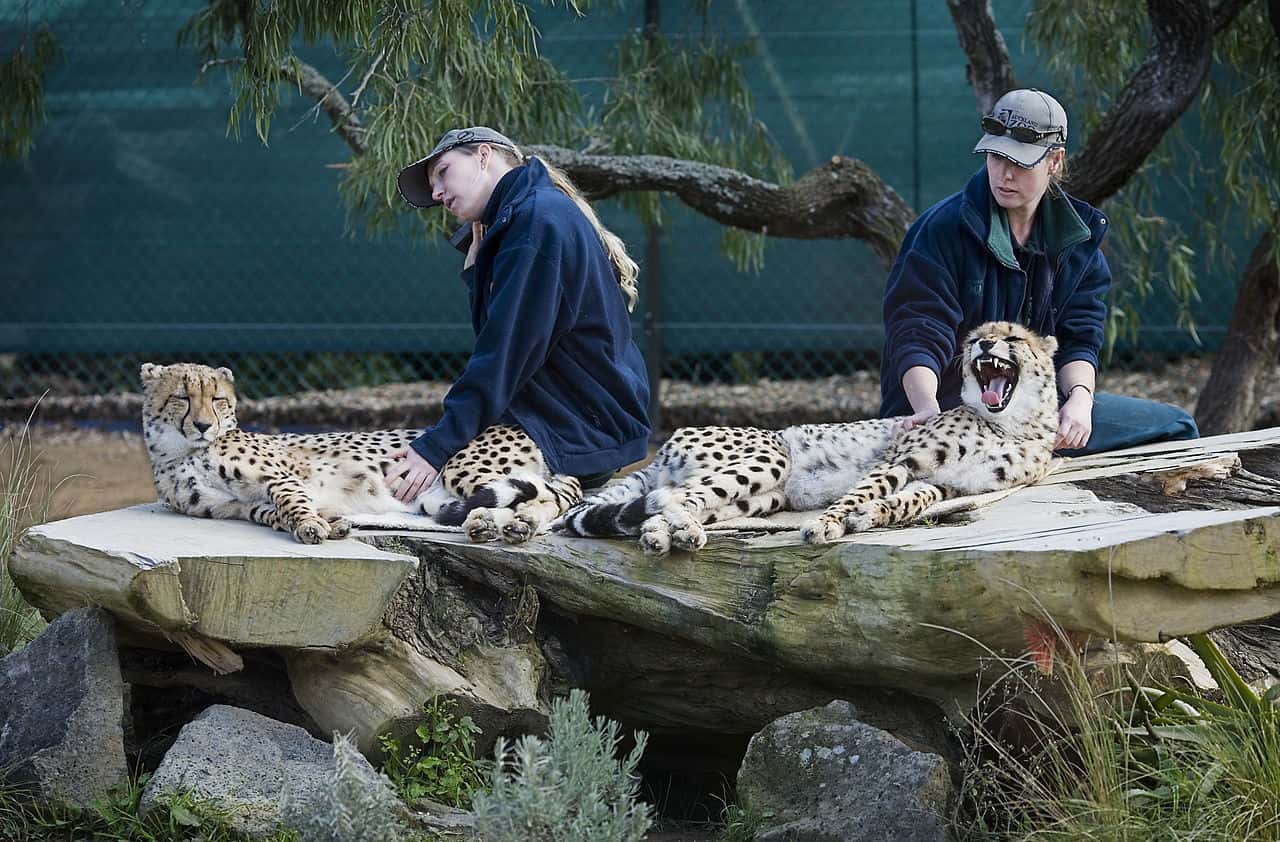 1280px-Two_zookeepers_with_two_cheetahs,_Auckland_zoo_-_0501