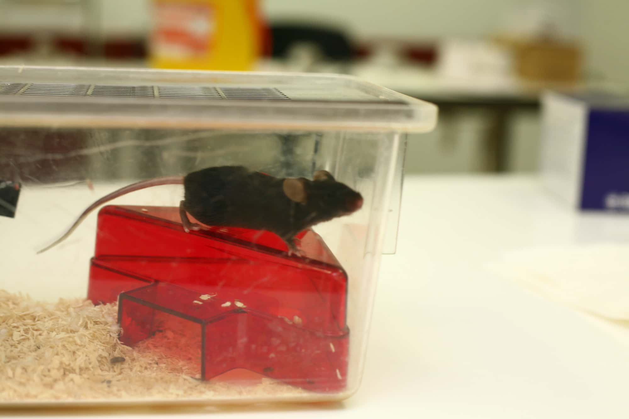 Mouse in Research for Animal Testing