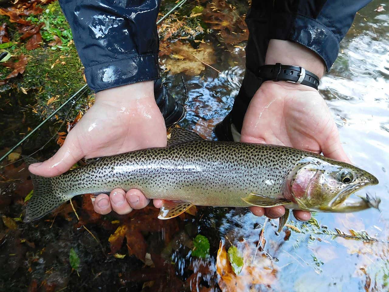 Lake_Crescent_Cutthroat_Trout