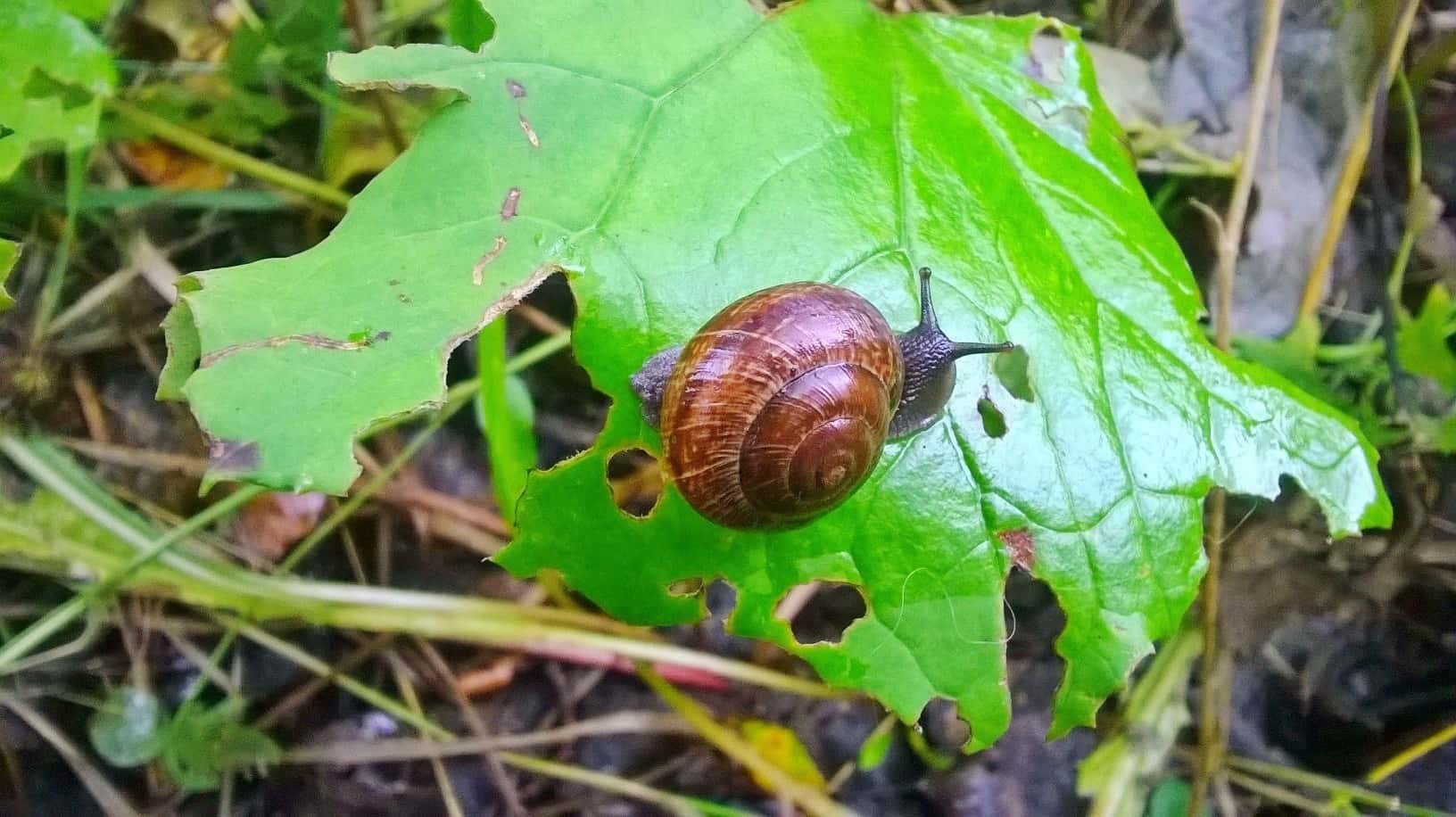 Snail_eating_Etana_syömässä_03