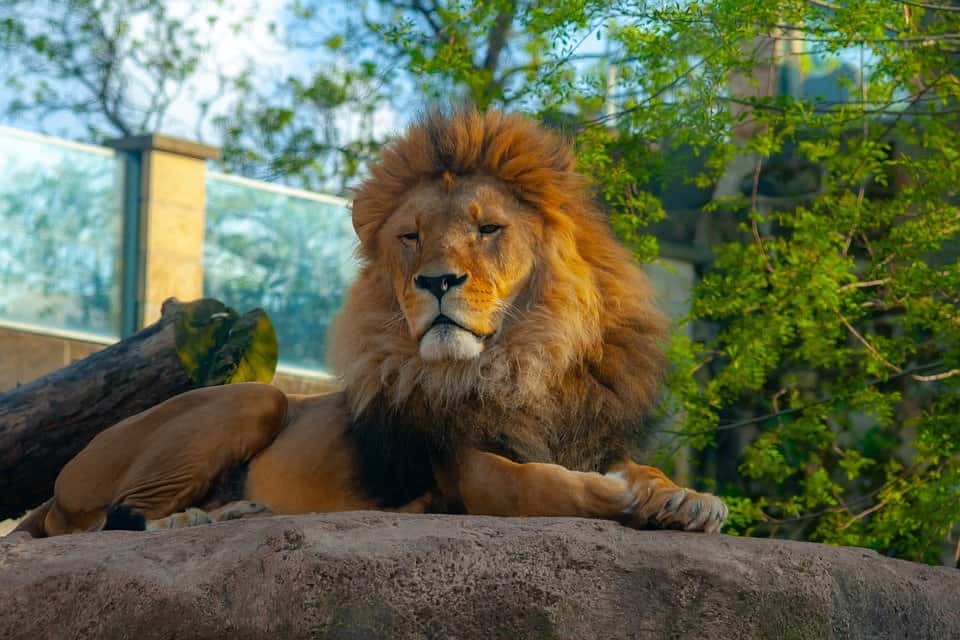 Wild Animal Wild Animals Lion Zoo
