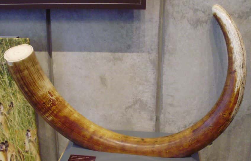 Wooly_mammoth_tusk