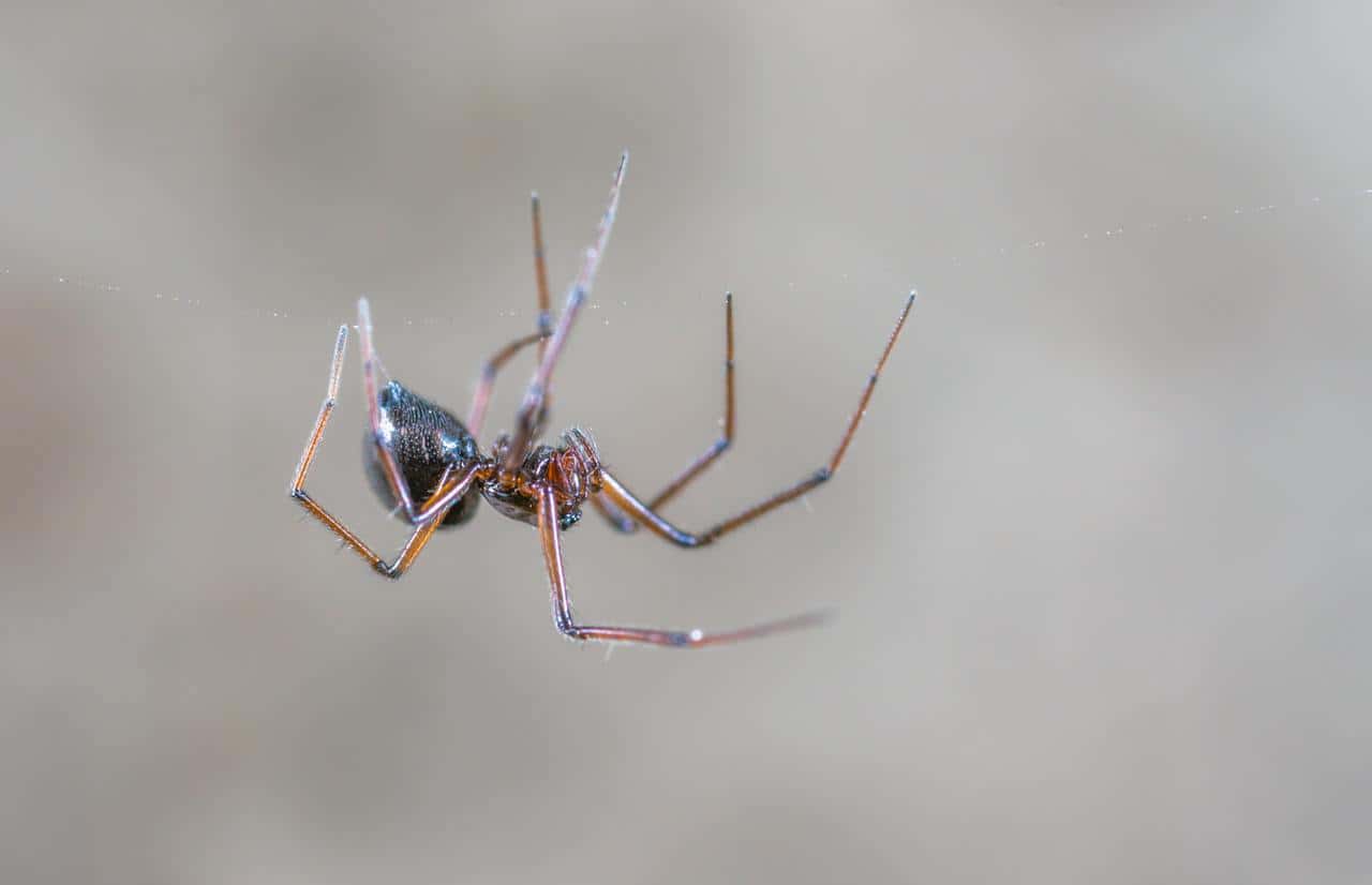 animal-arachnid-biology-blur-creepy-eerie-1488303-pxhere.com