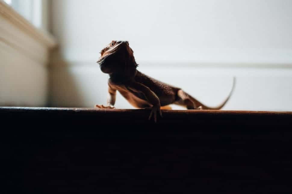 brown-reptile-on-brown-wooden-table-wallpaper-preview