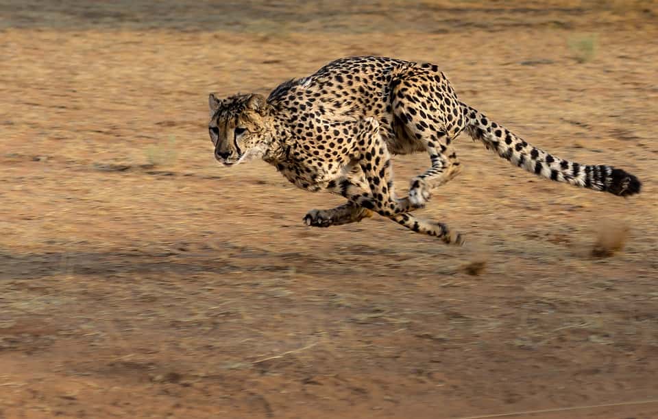 cheetah-2859581_960_720