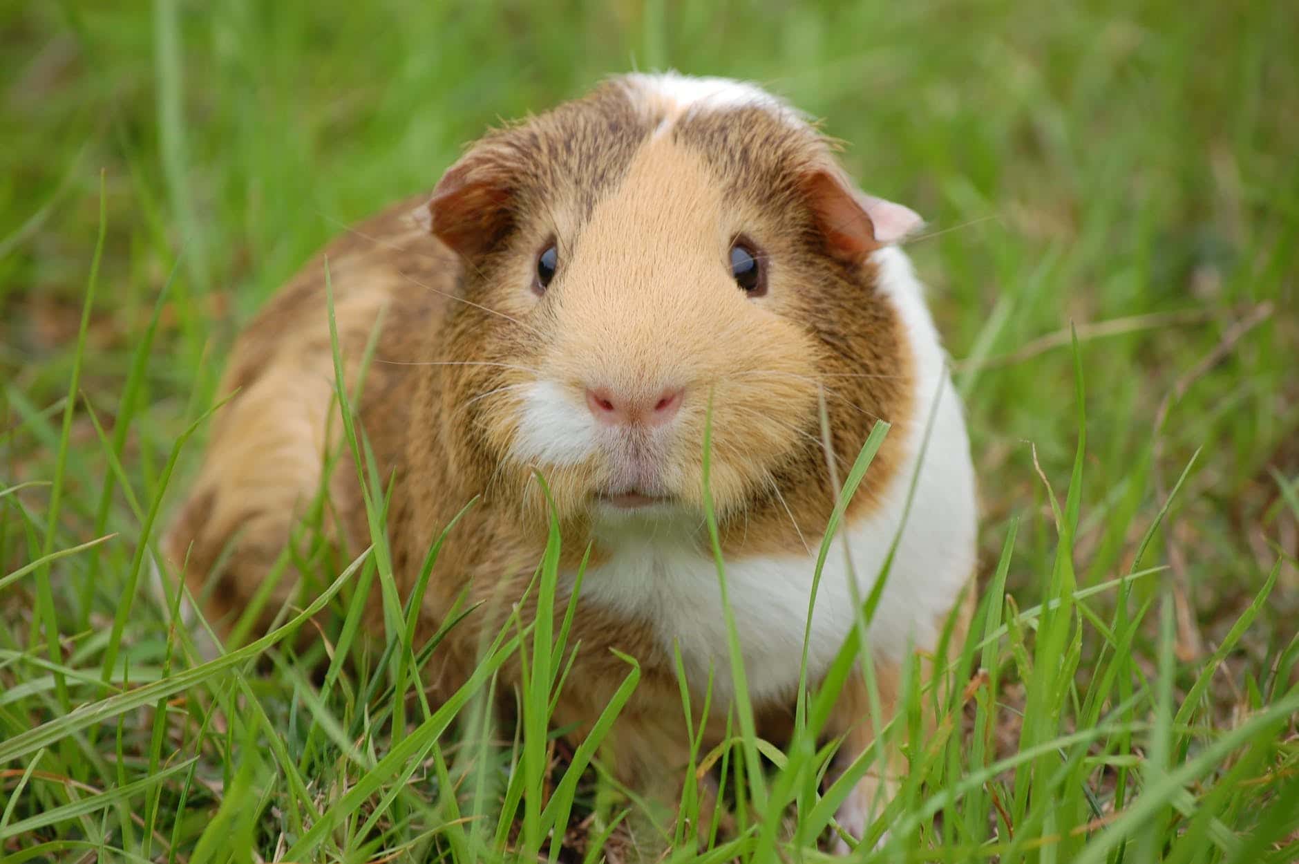 guinea-pig-cavy-pet-guinea-60693