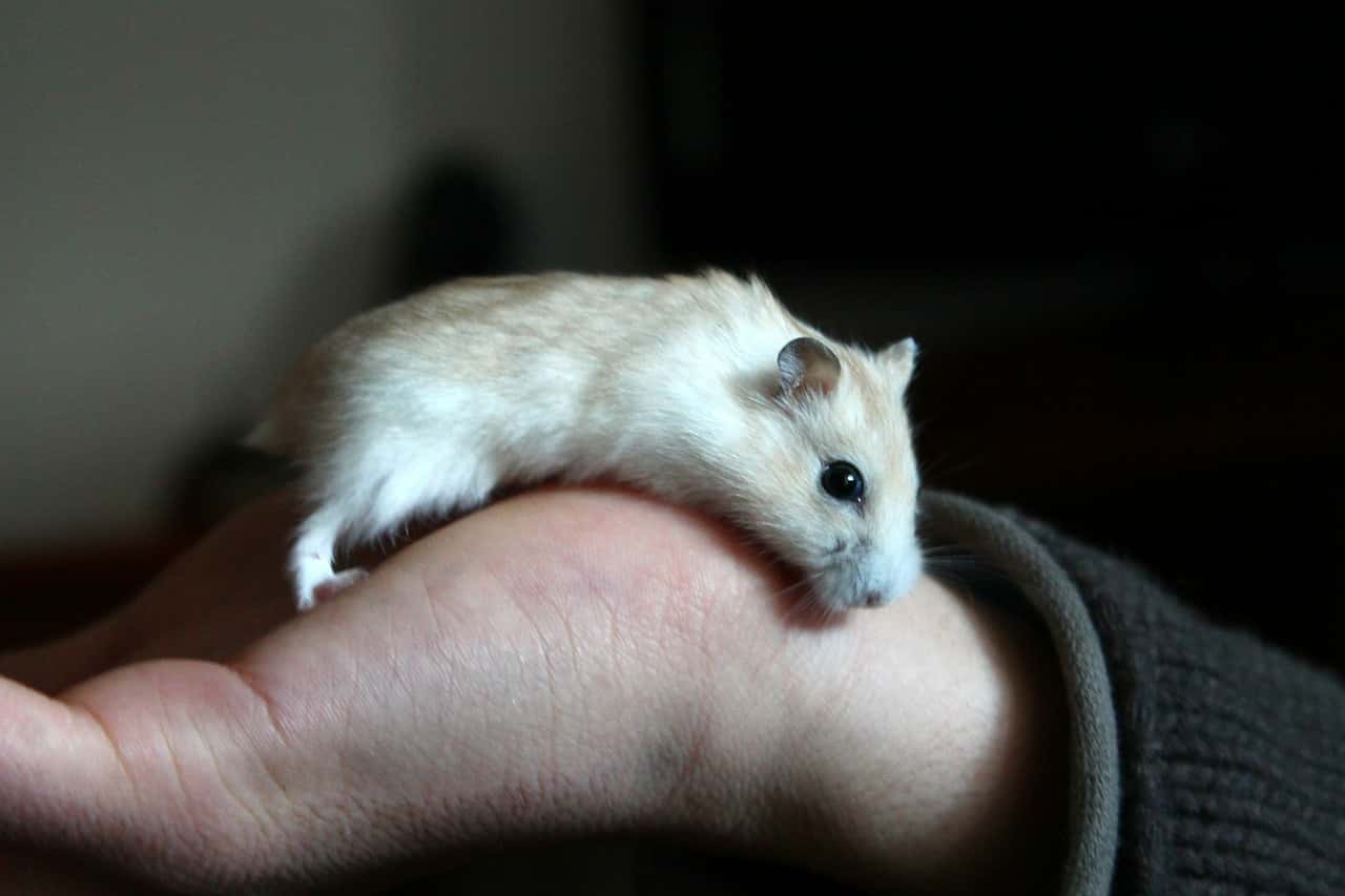 hamster-245225_1280